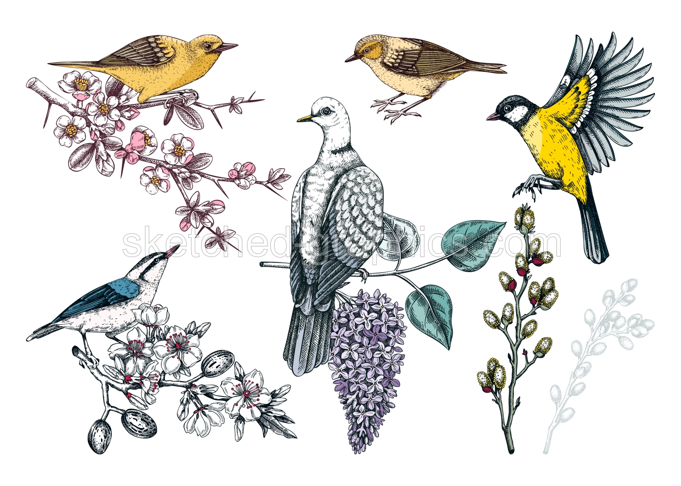 Colorful spring birds illustrations set. Dove, yellow warblers, great tit, nuthatch on blooming branches in sketched style. Hand drawn passerine birds and flowers isolated on white background Illustration